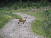 Deer on the Elk River Road